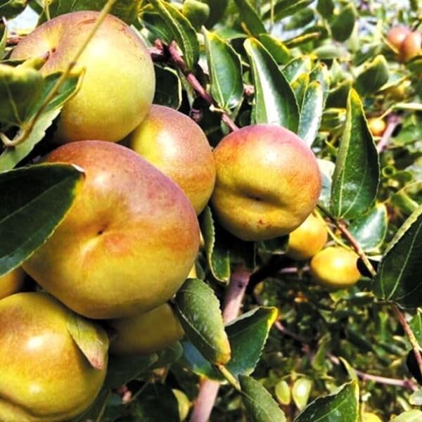 Amazon.co.jp: 果樹苗 ナツメ 蟠棗(パンザオ) 1株/ 国華園 25年秋商品