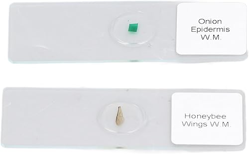 Miniatura 7 de 7in IPS Screen, LCD Digital Microscope, 2000X Magnification Coin Microscope, 7 Inch LCD Soldering Microscope, 1080P HD 12MP Camera Sensor,