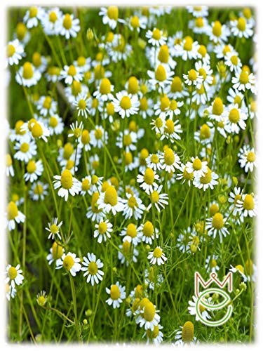 Camomille romaine Anthemis nobilis Santé Herbes Graines Graines Légumes Potager