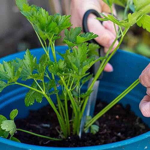 Gardenera Parsley Potting Mix - Promote Strong Roots and Culinary Excellence with Our Premium Blend - 4 Quart - Thumbnail 2