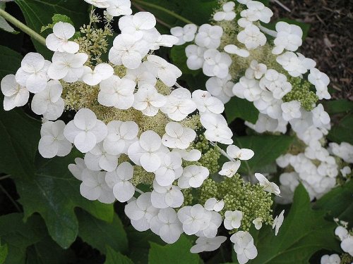 40 Oak Leaf Hydrangea Hydrangea Quercifolia Flower Shrub Bush Seeds #TOP5