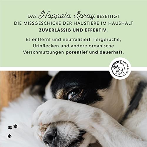 Annimally Enzymreiniger Spray 750ml gegen Katzenurin & Hundeurin XXL Packung - Tier Geruchsentferner gegen Urin Geruch - Enzym Flecken- und Geruchsentferner