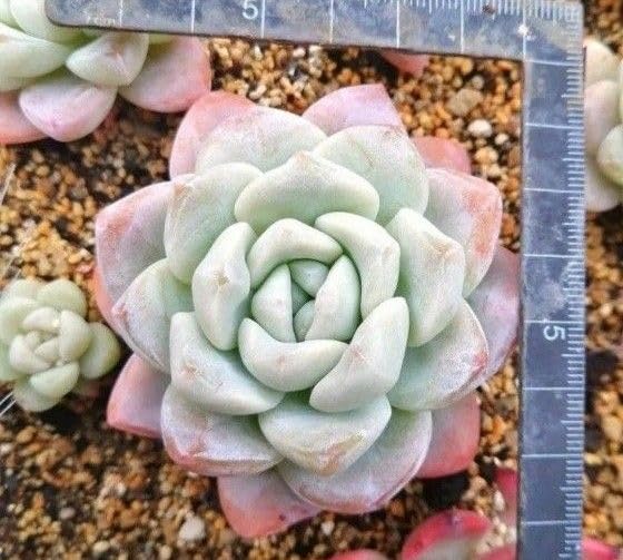 Amazon.co.jp: 現品めちゃ可愛韓国苗 エケベリア アイシーグリーン Amazon.co.jp: 現品めちゃ可愛韓国苗 エケベリア アイシーグリーン