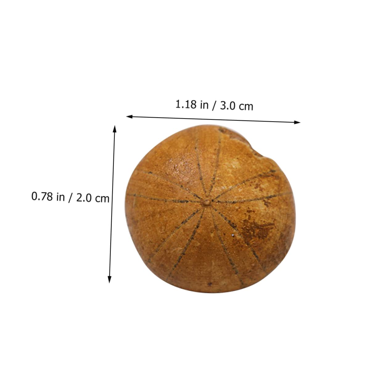 Echter Seestern Als Naturpräparat – Paläontologisches Lehr- & Dekorationsobjekt (ca. 6x6x2 Cm)