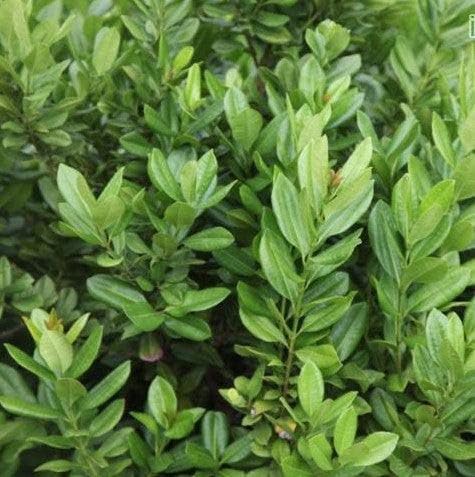 THE GREEN VIEW GARDENS ALL SPICE PLANT Sarvasugandhi Pimenta dioica 1 Seedling Plant