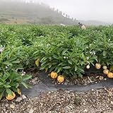 50 piezas Semillas de pera melón, Melón Pepino, decoración de plantas de regalo de jardín interior Semillas de melón pera semillas de frutas plantas de oficina semillas de plantas
