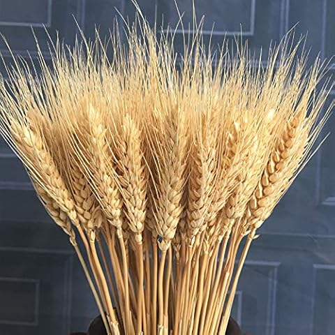 100pcs Artificial Flower Artificial Plant Large Wheat Dried Flowers Natural Dried Wheat Sheaves, Dried Wheat Stalks Bunches, Real Wheat for Wreath Supplies DIY Home Table Wedding Xmas Decor (Natural) Cover