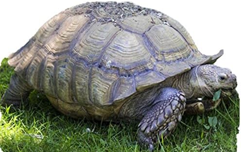 africano grasses tortuga mezcla (200Thru 14lb semillas) Sulcata leopardo zacate # ST24