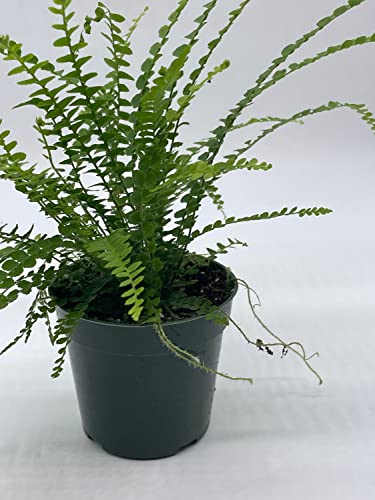 Boston Fern, 4 Inch, Nephrolepis Exaltata #TOP7