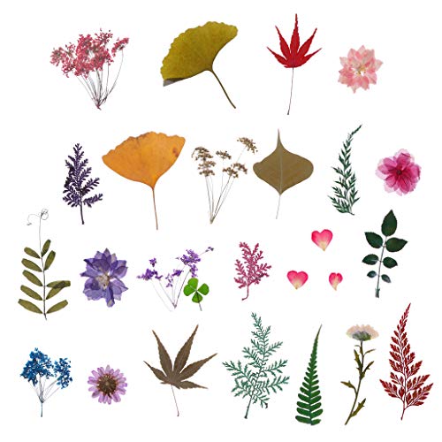 Flores prensadas secas mezcla natural para manualidades miniatura 7