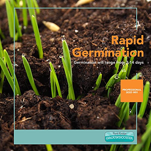 Barenbrug Free Range Groundcover Forage Seed Mixture Ideal For Chickens, Game Birds, Goats, And Sheep, 3 Lbs, Blue #TOP3