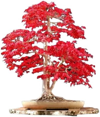 Bonsai Tree Seed Mix 1 | 40 Fresh Seeds, 10 of Each | Same Day Dispatch