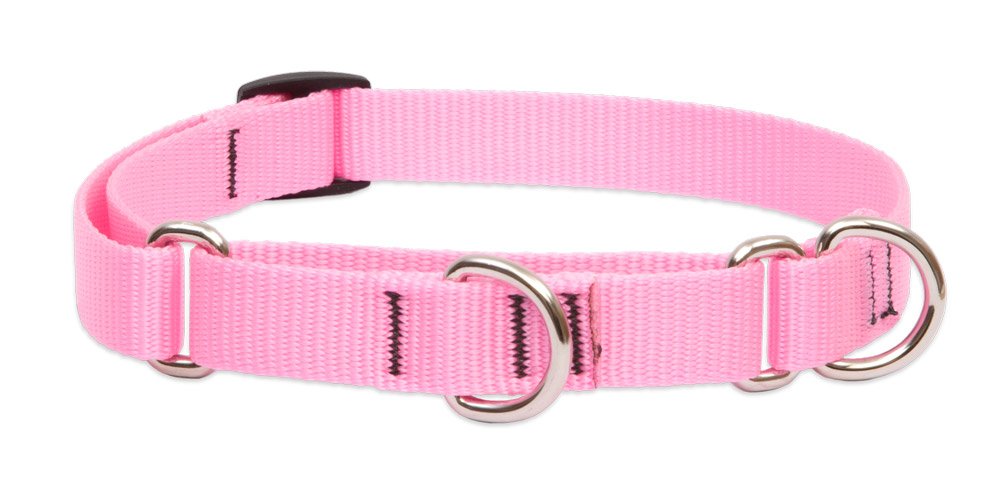 Lupine Combo Collier nylon réglable pour grand chien et éducation
