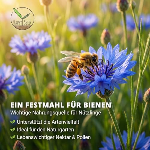 Kornblumen Samen (Centaurea cyanus) - Wunderschön leuchtende Blumen mit langer Blütezeit für eine bunte Blumenwiese (Blau, 1000 Korn, 80 cm)