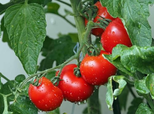 Tomato Seeds for Planting Home Kitchen Garden Pack of 125+ With 2...