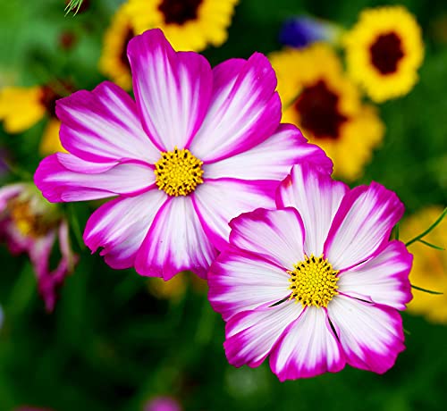 Schmuckkörbchen Tip Top Picotee - Cosmos bipinnatus - Cosmee - Kosmee - Blume - 100 Samen Schmuckkörbchen Tip Top Picotee - Cosmos bipinnatus - Cosmee - Kosmee - Blume - 100 Samen