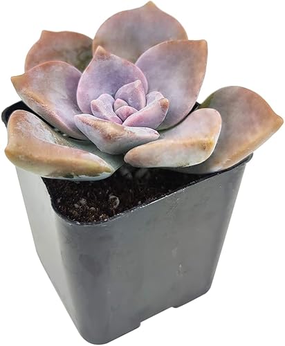 Miniatura 1 de Graptopetalum Purple Delight maceta de plástico de 2 pulgadas - Plantas suculentas de interior - Plantas suculentas a la venta