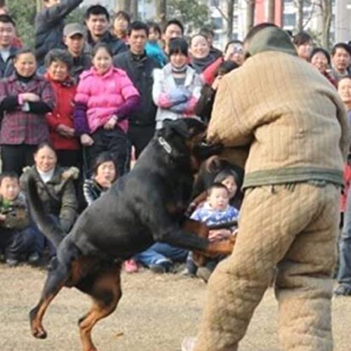 Conseils d'expert pour la combinaison anti-morsure