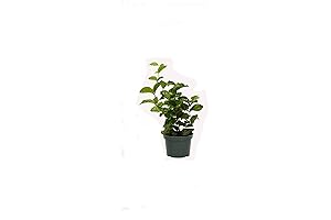 Jui Jasmine 6" Pot