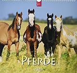  Pferde: Original Stürtz-Kalender 2020 - Mittelformat-Kalender 33 x 31 cm