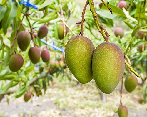 Organic Mango Cheeks, 3 Pounds – Dried, Non-Gmo, Kosher, Unsulphured, Unsweetened, Bulk #TOP5