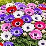 25 Anemone De Caen Flower Bulbs for Planting - Easy to Grow Spring Flowers – Vibrant Blooms for Garden Beds, Borders, and Containers – Colorful Indoor or Outdoor Bulbs