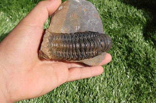 Image of Trilobite Crotalocephalina Trilobite Fossil Trilobites Rock Trilobite Fossils from Morocco Trilobite Fossil Trilobite A237