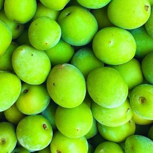 [先行予約][2026年6月上旬より順次]南高梅 青梅 秀品 小粒ちゃん 約3kg Sサイズ以下 和歌山県産 紀州有田 クール便対応 梅酒作り用 梅ジュース作り用