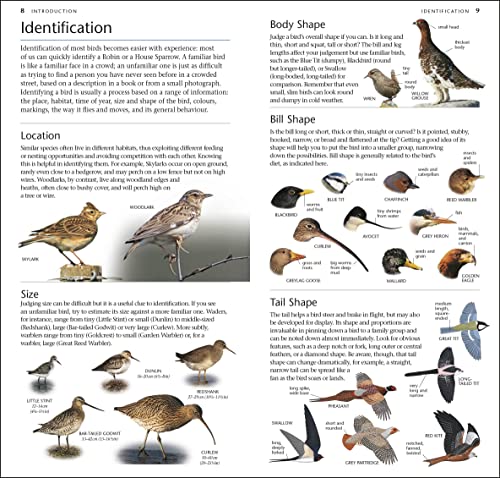 RSPB Pocket Birds of Britain and Europe 5th Edition - Image 4