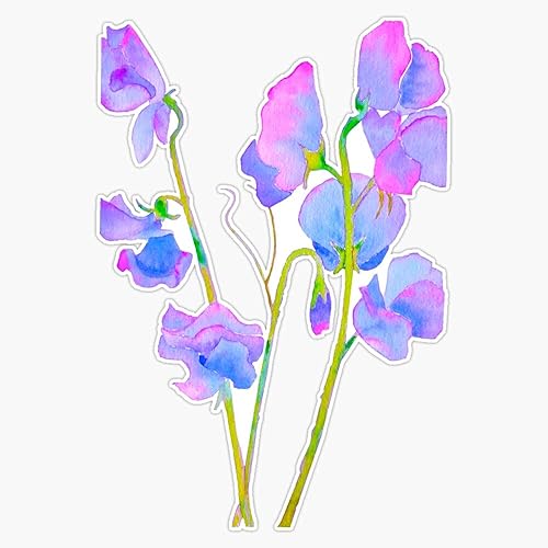 Calcomanía de vinilo impermeable con diseño de flores de guisante dulce de acuarela, para coche, laptop, pared, ventana, 5 pulgadas