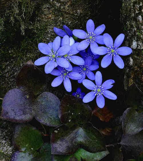 Flowering Perennials Plants (PKD) Bare Root, Least Bluet