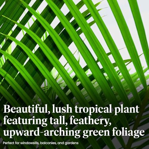 American Plant Exchange Majesty Palm – 10-Inch Pot – Live Tropical Houseplant with Arching Green Fronds, Easy Care Indoor or Patio Plant for Home, Office, Apartment & Landscape Décor - Thumbnail 3