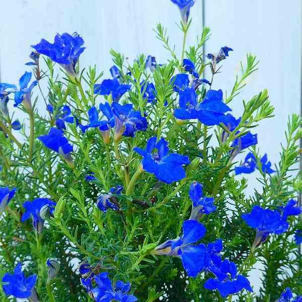 青花　鉢 植木鉢モデルチェンジ 有田焼窯元 しん窯青花 公式通販サイト