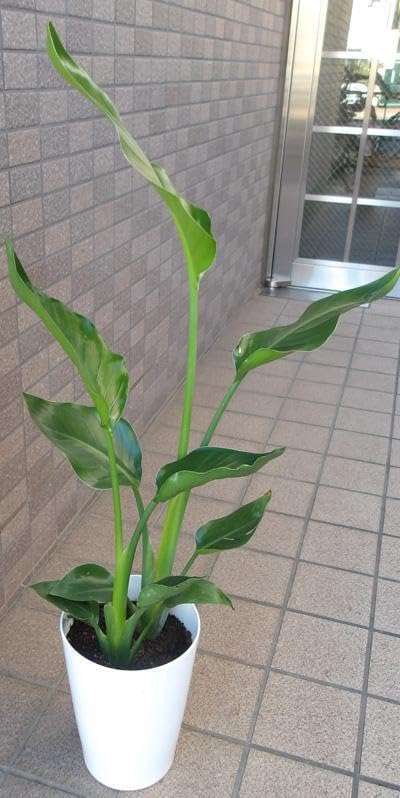 40%OFF】レムリアンシード5A／ セラ・ド・カブラル産／品質証明書付