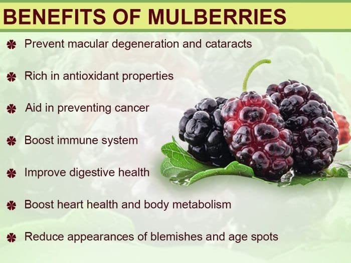 mulberry benefits () mulberry benefits