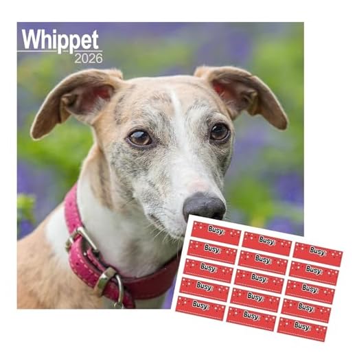 Calendario 2025 de Whippet con diseño de raza de perro cuadrado para pared, 16 meses, con pegatinas de organización