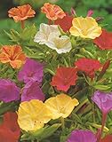 Wunderblumen gemischt Mirabilis jalapa Knollen Blumenzwiebeln (10 Knollen)