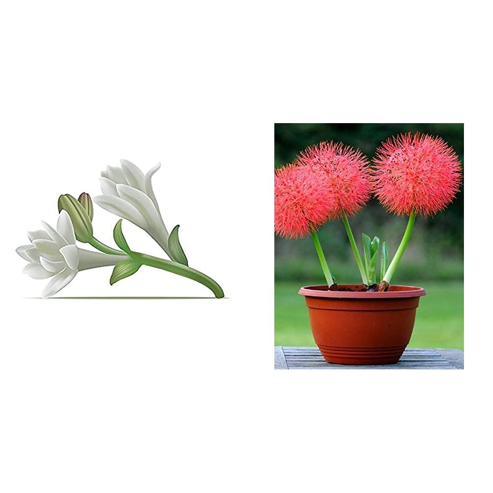 Kraft Seeds by 10CLUB Polianthes Tuberose Hybrid Variety Flower Bulb (Pack of 6) (B07P6G4SYP) Amazon Price History, Amazon Price Tracker