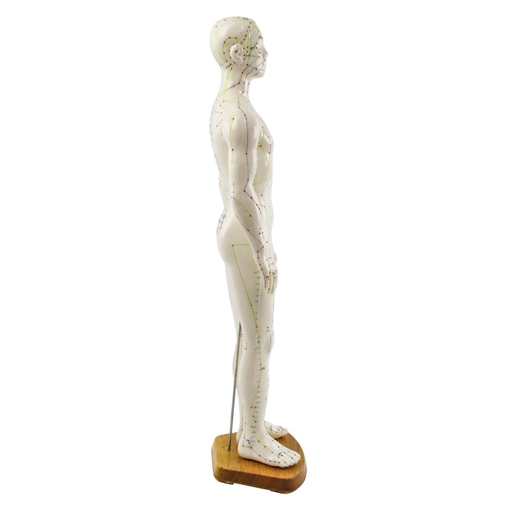 akupunktura model