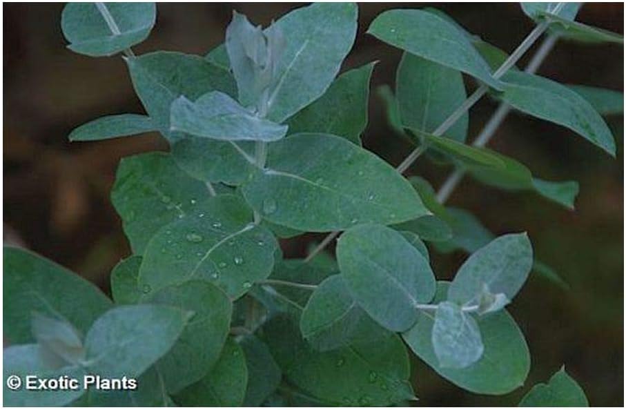 Eucalyptus globulus - Tasmanian Blue Gum - 20 Seeds