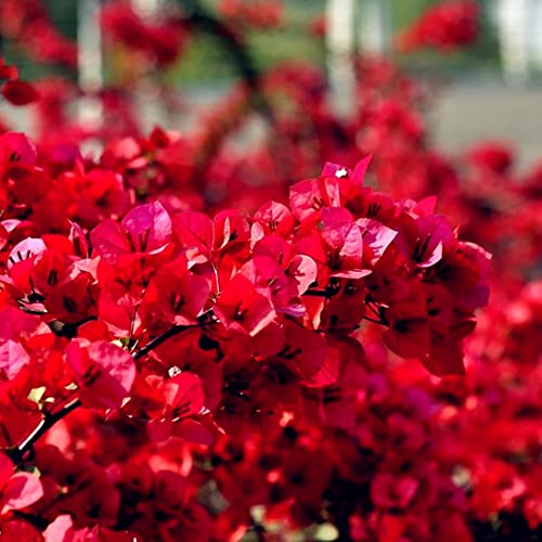 Haloppe 20 piezas de flores de buganvilla roja semillas de