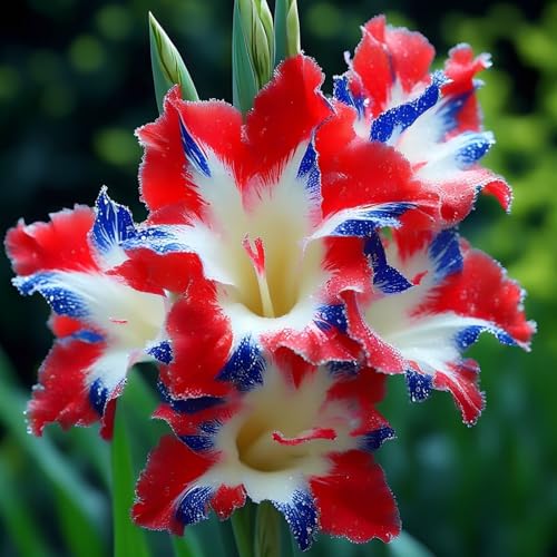 Stunning Gladiolus Bulbs- Bulk Options Available | Hardy Perennial Plants-Garden Ready to Create Breathtaking-Garden Displays-D-5 Bulbs