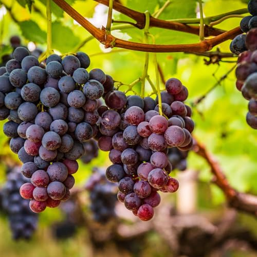 SHENG XIANG ZHEN - Fruchtgelee Traube - (6 X 180 G)