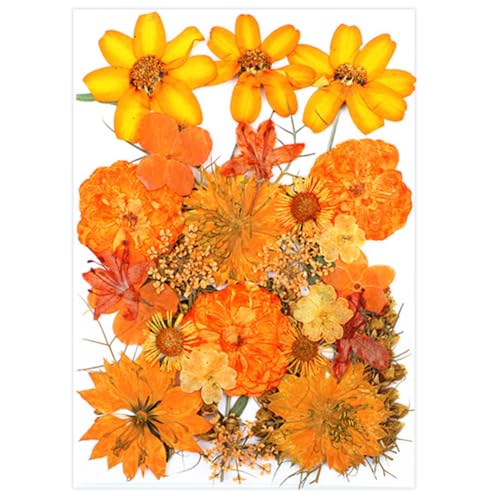 Surakey Flores Secas Naranjas Prensadas 30 piezas miniatura 1