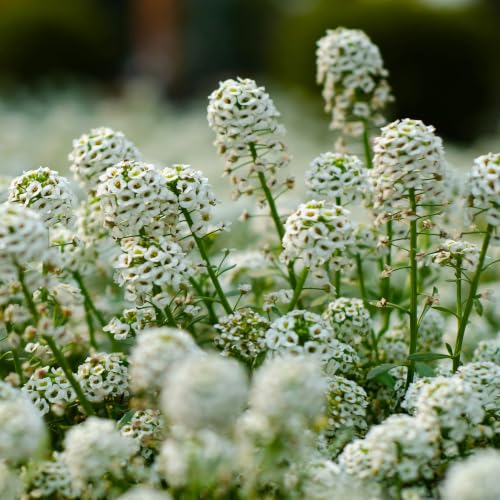 Outsidepride Perennial Sweet Alyssum Seeds - 5,000 Pieces White Lobularia Maritima Seeds for Ground...