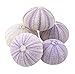 Sea Urchin | 5 Purple Sea Urchin Shell |5 Purple Sea Urchin Shells for Craft and Decor | Plus Free Nautical Ebook by Joseph Rains