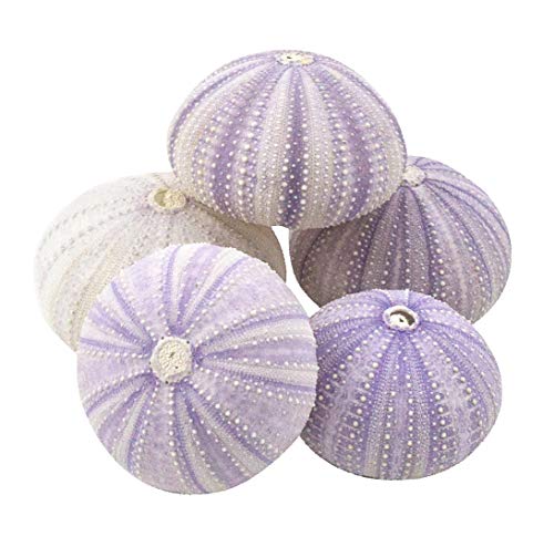Nautical Crush Trading Sea Urchins Shells for Air Plants - 5 Purple (1.5-2.5