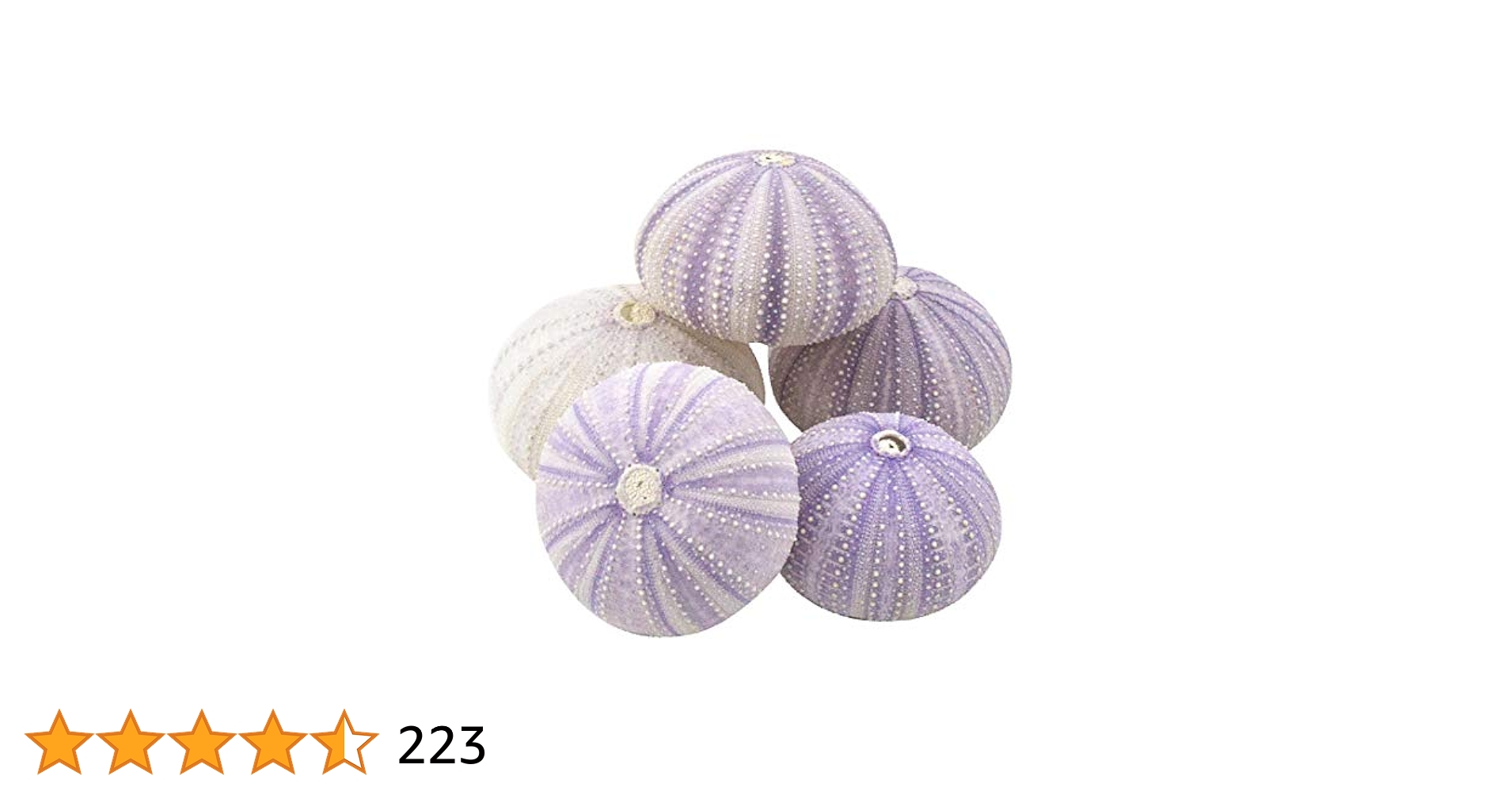 シェルヒーシー4種 5本 Amazon.co.jp: (5 Count) - Sea Urchin 5 Purple Sea Urchin