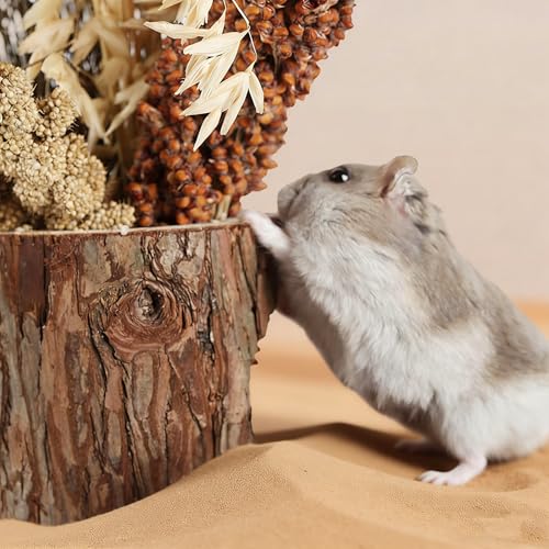 Sable du désert hamster chinchilla gerbille souris 1kg