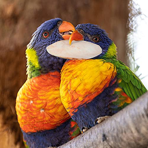 fdsfd Cuttlefish Shell Papegaai Kauwspeelgoed 10 STKS Desalted Cuttlefish Bone Bijten Speelgoed Natuurlijke Bron Van… - Afbeelding 3